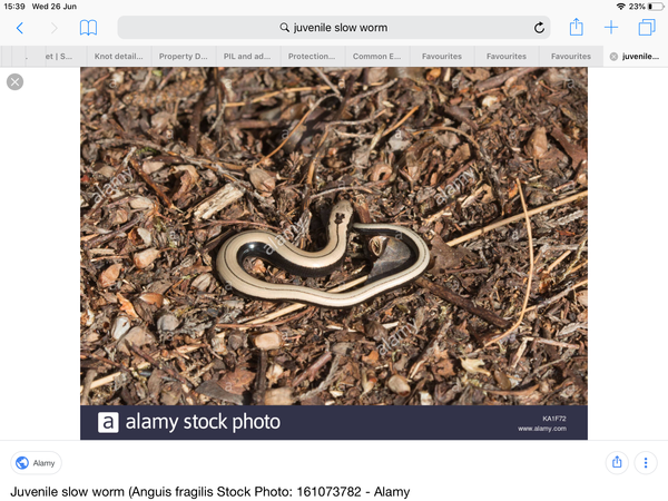 PIL and adders on property next to her house