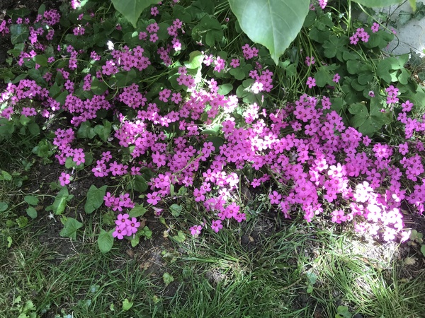 Wild Flower or Weed? Please help with ID