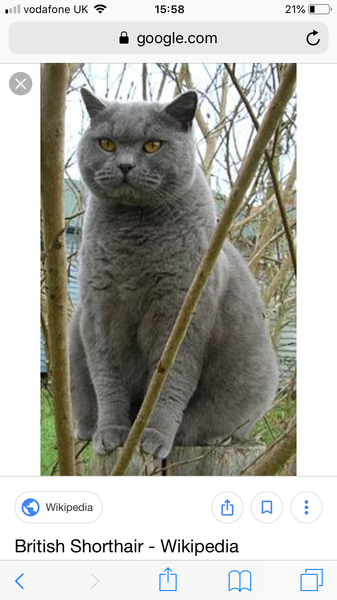What would be a nice name for a cat like this