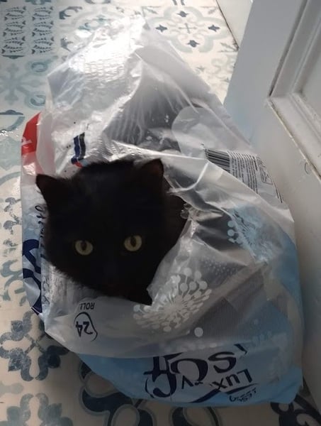 AIBU to think my cat is the cutest !