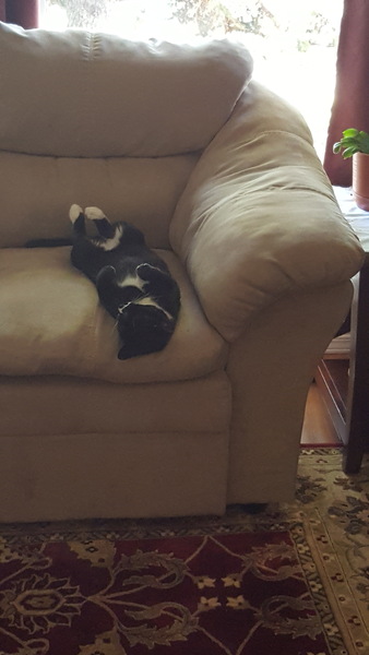 Picture of my fat cat on his back