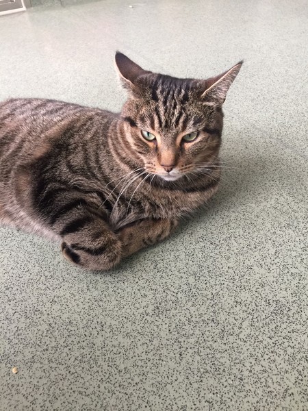 'Adopt don't shop' - tell me about your rescue cats