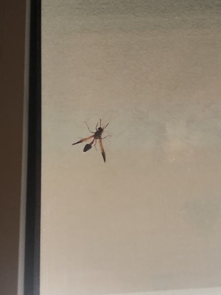 Anyone seeing a lot of billy witches this year?