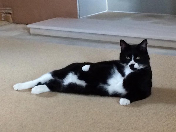 Best cat poses