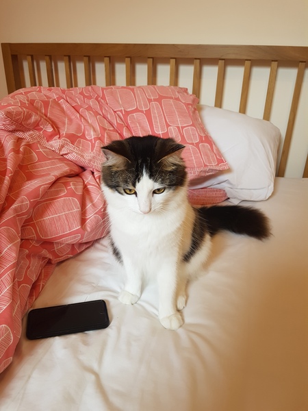 What's your DCat up to today? (Thread 7!)