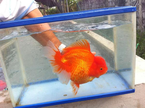 One fish died, one left