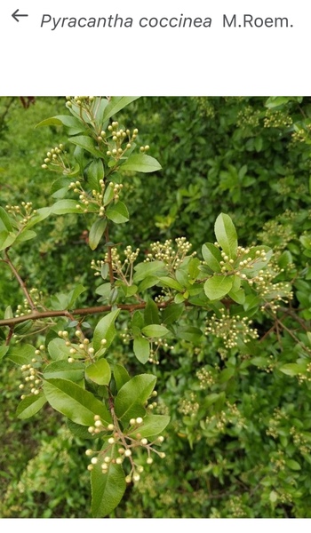 Help me identify our 'bee tree'