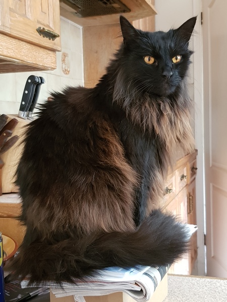 What's your DCat up to today? (Thread 7!)