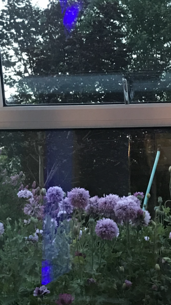 This plant has suddenly taken over my flower bed!