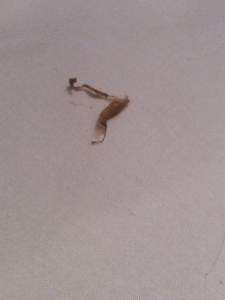 This is actually disgusting