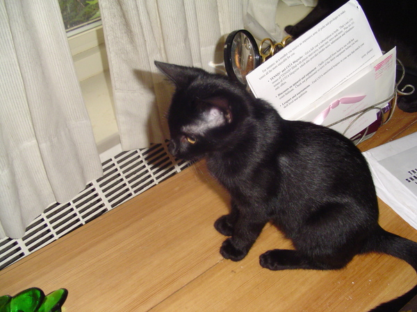 To ask what nicknames you give your pets?