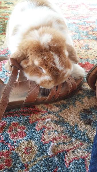 Visitors shoes off in the house