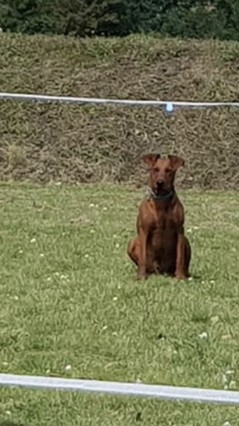 What breed of dog is this?