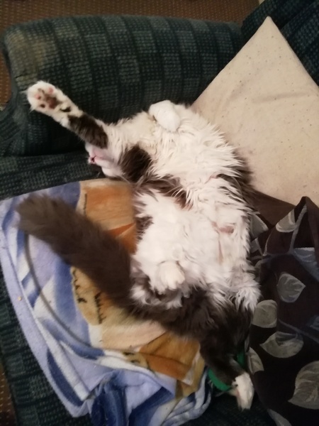 Best cat poses
