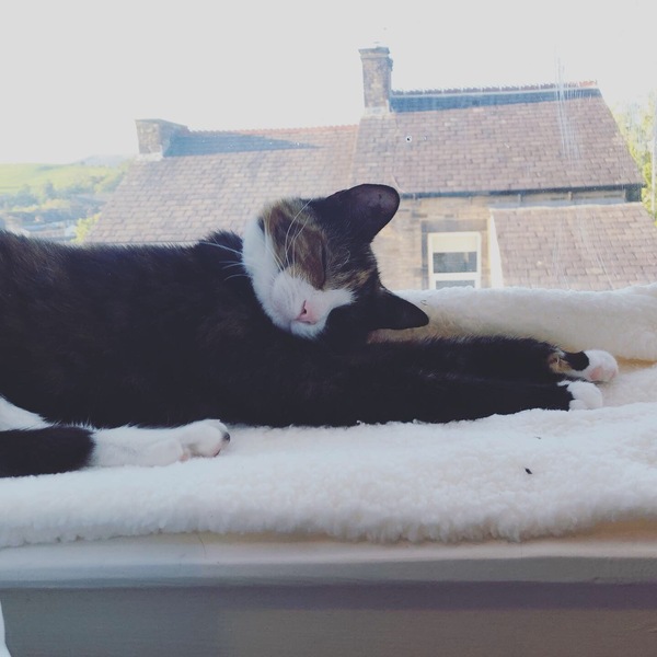 AIBU to think my cat is the cutest !