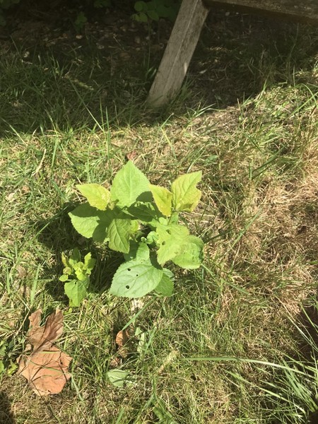 What is this growing out of my lawn - worried it's Japanese knotweed