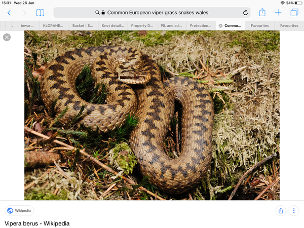 PIL and adders on property next to her house