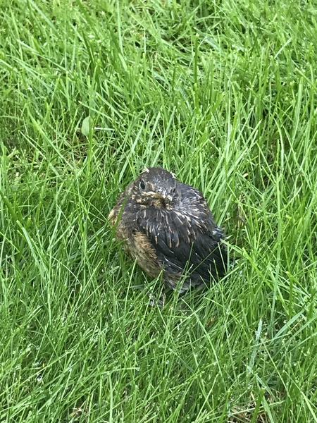 Hurt bird in my garden - what should I do?
