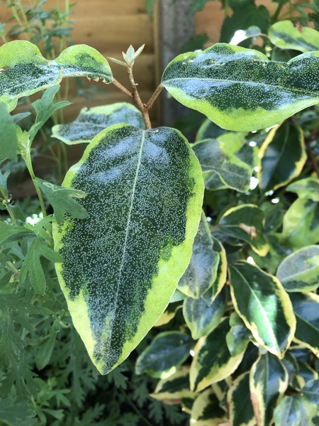 Is this fungus or something else?