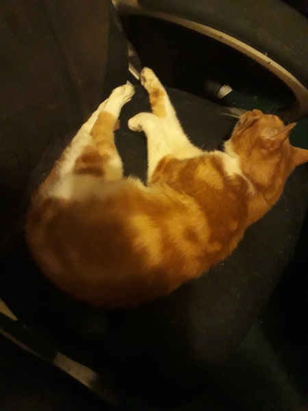 What's your DCat up to today? (Thread 7!)