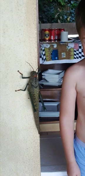Thailand with young kids? Or Costa Rica?