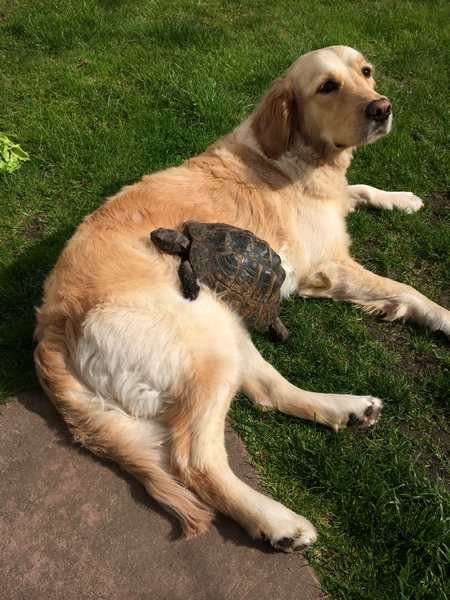 If you have a tortoise what do you feed them?