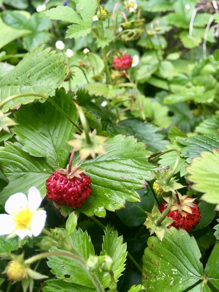 Any Witches Here? Part 8.