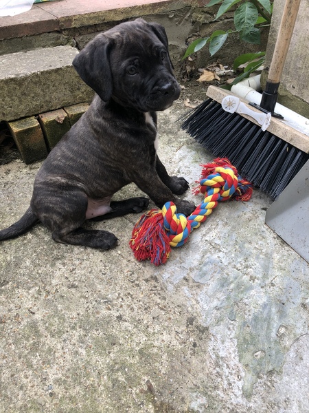 Young Puppy Support Group