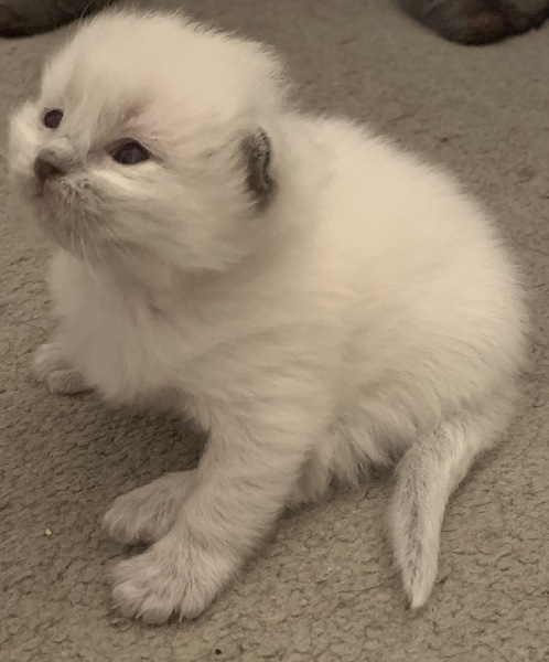 Talk to me about ragdolls