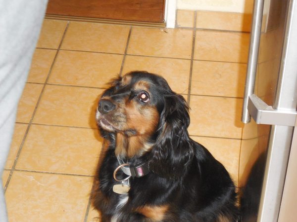 There's a dog in my house