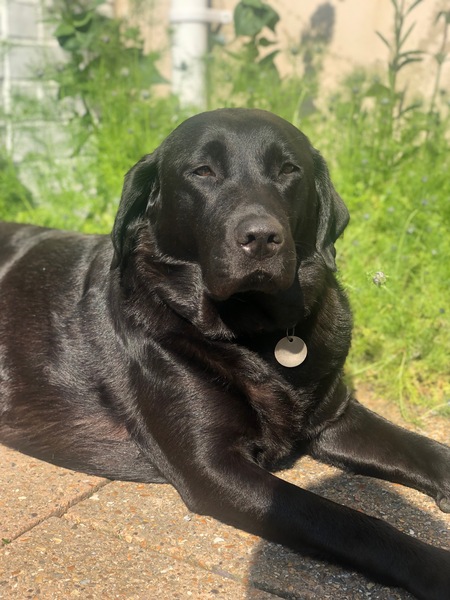 Westminstenders: Long live liberalism