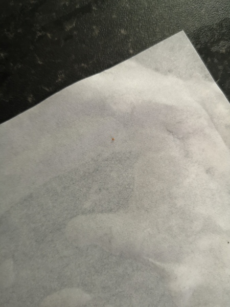 What is biting me (with pics)
