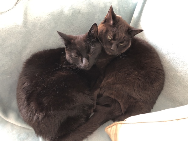 'Adopt don't shop' - tell me about your rescue cats