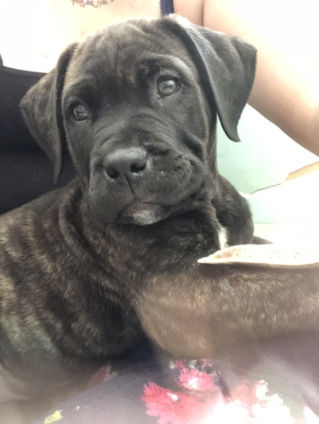 Young Puppy Support Group