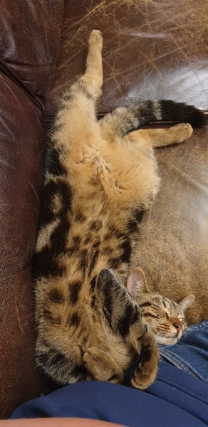 Best cat poses
