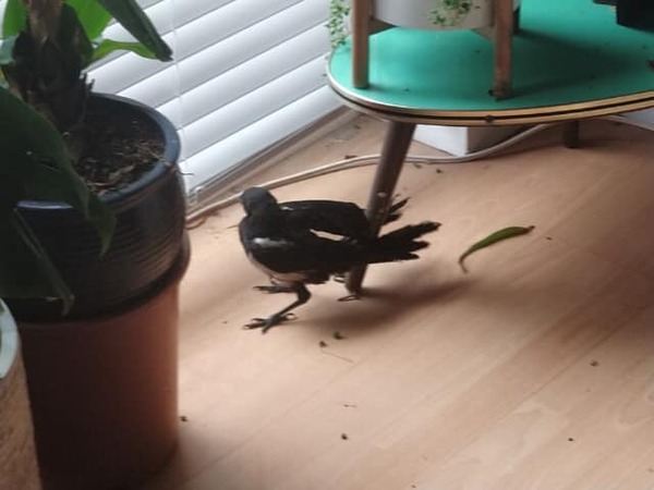 Black bird in my living room!