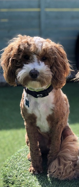 To ask what nicknames you give your pets?