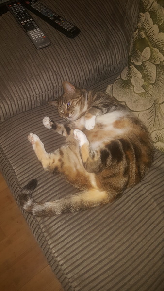 Talk to me about ragdolls