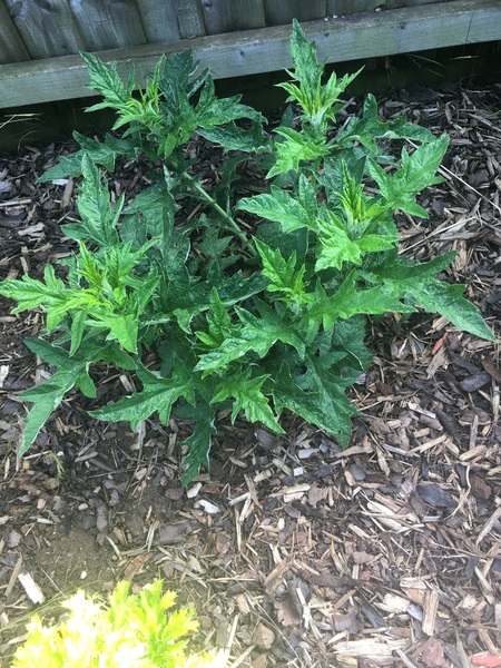 plant or weed?