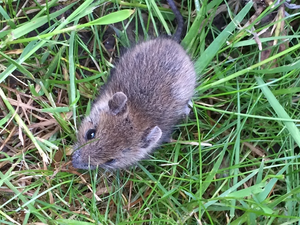 Small rodent identification help?