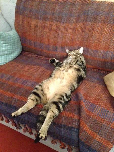 Picture of my fat cat on his back