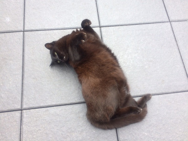 Should we be owned by one or two cats?