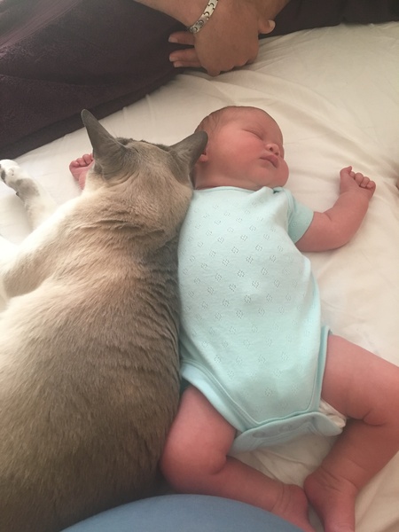 Tips for happy cats and newborns