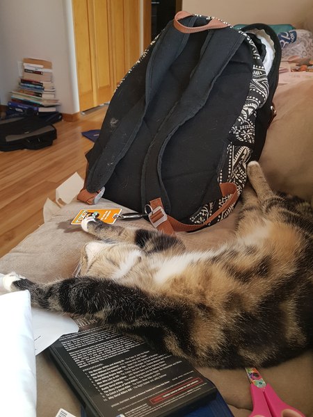 Picture of my fat cat on his back