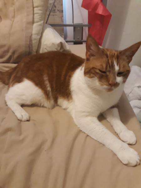 AIBU to think my cat is the cutest !