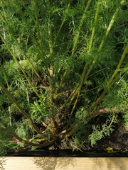 Is this Dill, Fennel or something else.