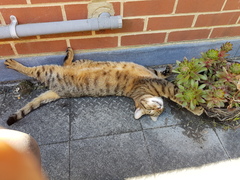 Next door's -thug- cat