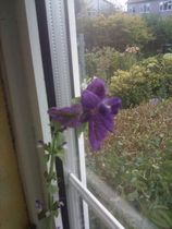 anyone know what this is?