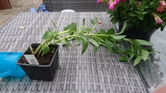 Is my alstromeria dead?