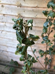 What is this and what’s wrong with it?